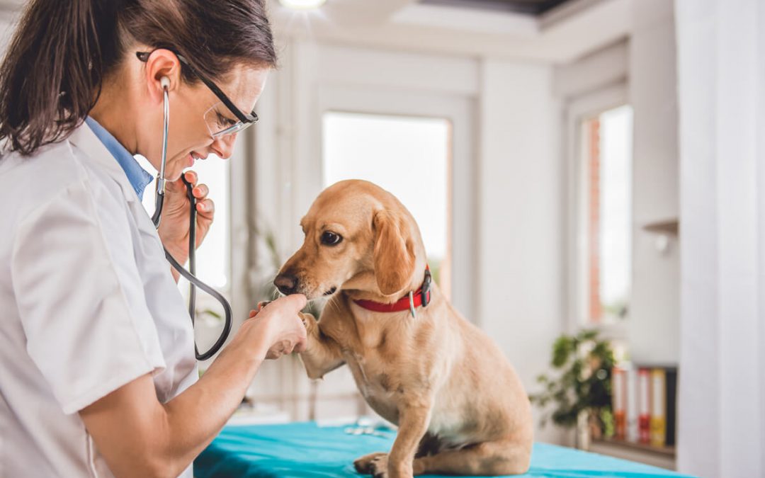 Comment la médecine préventive pour animaux à Alzingen peut réduire les coûts vétérinaires à long terme