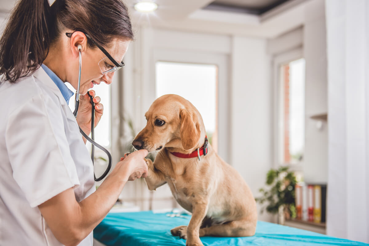 DéierenKlinik Alzéng Médecine préventive pour animaux à Alzingen