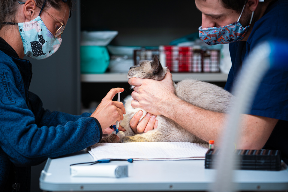 DéierenKlinik Alzéng Clinique vétérinaire à Alzingen