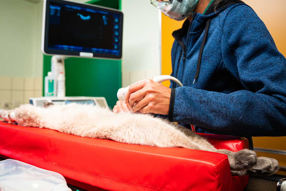 Radiographie animale à Luxembourg : imagerie médicale pour le bien-être de votre compagnon