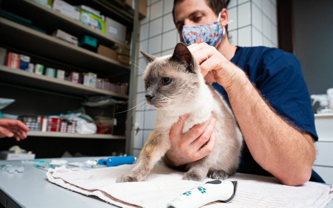 Gestion des allergies chez les animaux : solutions de votre clinique vétérinaire à Luxembourg